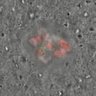 Thumbnail for Figure5D_KTtracking_2016_2_23