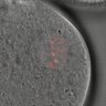 Thumbnail for dataset Figure5D_KTtracking_2016_5_27