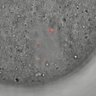 Thumbnail for dataset Figure5D_KTtracking_2016_5_30