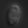 Thumbnail for RNAi_R08D7.1_080514_02