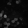 Thumbnail for dataset Supp2_wholePos563_6fps