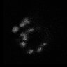 Thumbnail for dataset Figure5D_KTtracking_20160223_L24_con3