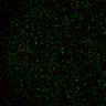 Thumbnail for dataset Figure5D_KTtracking_doubled_EFcon_con4