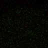 Thumbnail for dataset Figure5D_KTtracking_misalign_20160225_L2_con2