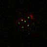Thumbnail for dataset Figure5D_KTtracking_misalign_20160225_L16_con2
