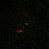 Thumbnail for dataset Figure5D_KTtracking_misalign_20160225_L17_con2