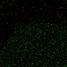 Thumbnail for Figure5D_KTtracking_misalign_20160527_L1_con1