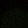 Thumbnail for Figure5D_KTtracking_misalign_20160527_L1_con2