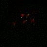 Thumbnail for dataset Figure5D_KTtracking_misalign_20160527_L1_con3