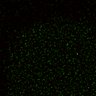 Thumbnail for dataset Figure5D_KTtracking_misalign_20160527_L1_con4