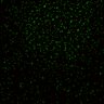 Thumbnail for dataset Figure5D_KTtracking_misalign_20160527_L3_con3