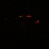 Thumbnail for dataset Figure5D_KTtracking_misalign_20160527_L3_con4