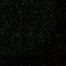 Thumbnail for dataset Figure5D_KTtracking_misalign_20160527_L4_con2