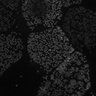 Thumbnail for dataset Supp8_Nos_Pos7_late