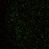 Thumbnail for dataset Figure5D_KTtracking_misalign_20160527_L6_con2