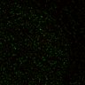 Thumbnail for dataset Figure5D_KTtracking_misalign_20160530_L3_con2