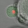 Thumbnail for dataset Figure6A_2014_1_23