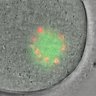 Thumbnail for dataset Figure6A_2014_2_24_2
