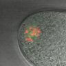 Thumbnail for dataset Figure6A_2014_6_25