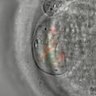 Thumbnail for dataset Figure6A_2014_8_13
