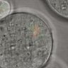 Thumbnail for dataset Figure6A_2015_6_25