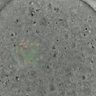 Thumbnail for dataset Figure6C_2015_7_22_1