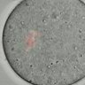 Thumbnail for dataset Figure6C_2015_7_31_1
