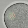 Thumbnail for dataset Figure6C_2015_7_31_2
