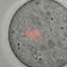 Thumbnail for Figure6C_2015_8_3_1