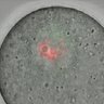 Thumbnail for Figure6C_2015_8_14_1