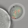 Thumbnail for dataset Figure6C_2015_8_14_2