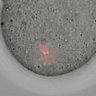 Thumbnail for dataset Figure6C_2015_8_20_2