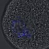 Thumbnail for dataset Figure6D_2016_10_27_Half