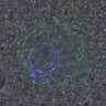 Thumbnail for dataset Figure6D_2016_10_28_Giant