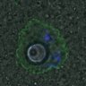 Thumbnail for dataset Figure6D_2016_10_31_C-Mad2_control_1