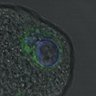 Thumbnail for dataset Figure6D_2016_10_31_C-Mad2_Half_1