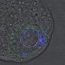 Thumbnail for dataset Figure6D_2016_10_31_C-Mad2_Half_2