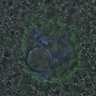 Thumbnail for dataset Figure6D_2016_11_03_C-Mad2_EFcontrol
