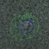 Thumbnail for Figure6D_2016_11_03_C-Mad2_Giant