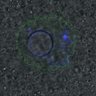 Thumbnail for dataset Figure6D_2016_11_16_C-Mad2_EFcontrol