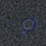 Thumbnail for Figure6D_2016_11_17_C-Mad2_Giant