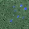 Thumbnail for dataset Figure6E_2016_02_22_con_1_5h