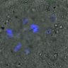 Thumbnail for dataset Figure6E_2016_02_22_con_2_5h