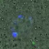 Thumbnail for dataset Figure6E_2016_02_22_half_1_5h
