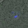 Thumbnail for dataset Figure6E_2016_02_22_half_2_5h