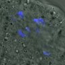 Thumbnail for dataset Figure6E_2016_02_24_EFcon_3_5h