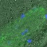 Thumbnail for dataset Figure6E_2016_02_24_Giant_4h