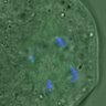 Thumbnail for Figure6E_2016_02_24_Giant_4h_2