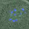 Thumbnail for dataset Figure6E_2016_02_25_control_3_5h