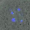 Thumbnail for dataset Figure6E_2016_04_08_EFcon